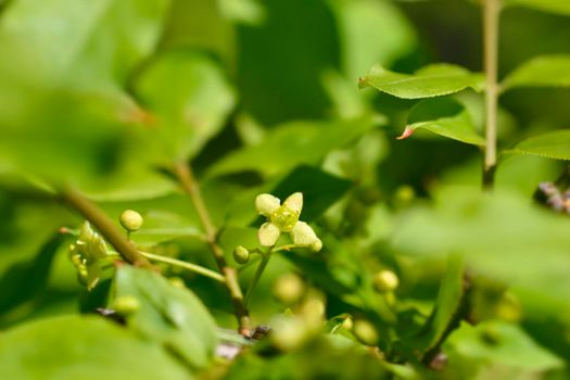 Burning Bush small flowers - Latin name - Euonymus alatus