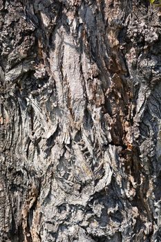 Lombardy poplar bark - Latin name - Populus nigra var. italica