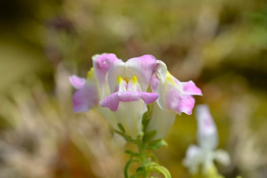 Snapdragon flowers - Latin name - Antirrhinum majus