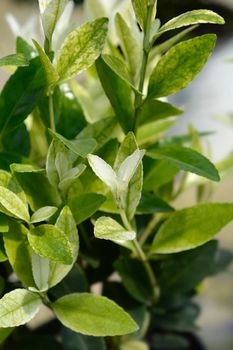 Japanes spindle Extravaganza - Latin name - Euonymus japonicus Extravaganza