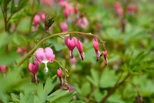 Bleeding heart pink flowers - Latin name - Lamprocapnos spectabilis (Dicentra spectabilis)