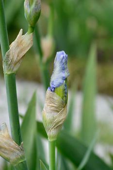 Tall bearded iris Blue Sapphire flower bud - Latin name - Iris barbata elatior Blue Sapphire