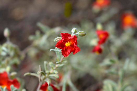 Rock rose Fire Dragon - Latin name - Helianthemum Fire Dragon