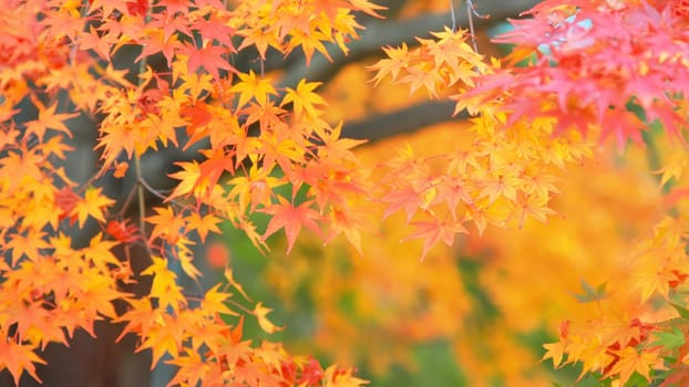 Autumn colorful red maple leaf of Japanese garden from under the maple