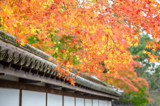 Autumn colorful red maple leaf of Japanese garden from under the maple