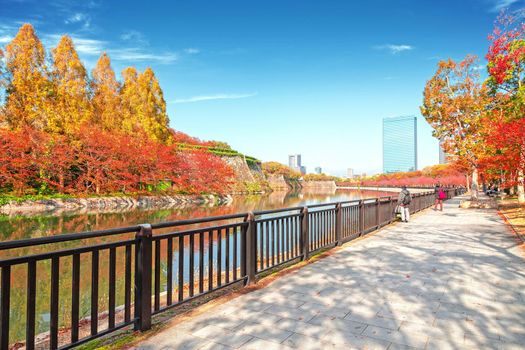 Osaka, Japan - 21 Nov 2018 - The autumn-colored park in Citizen's Forest Park near Osaka Castle, Osaka, Japan