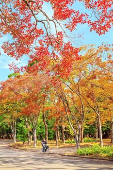 Osaka, Japan - 21 Nov 2018 - The autumn-colored park in Citizen's Forest Park near Osaka Castle, Osaka, Japan