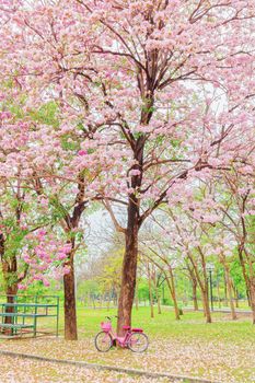 Tabebuia rosea is a Pink Flower in the public park. Pink trumpet tree, Pink poui, Pink tecoma, Rosy trumpet tree, Basant rani.