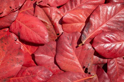 Red leaves in the forest fall on the ground. Is an abstract background