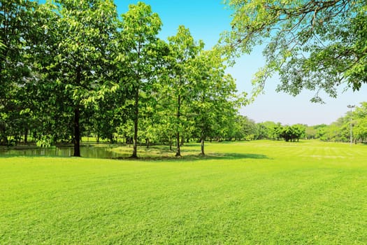 Green tree and green grass in public park with light blue sky .