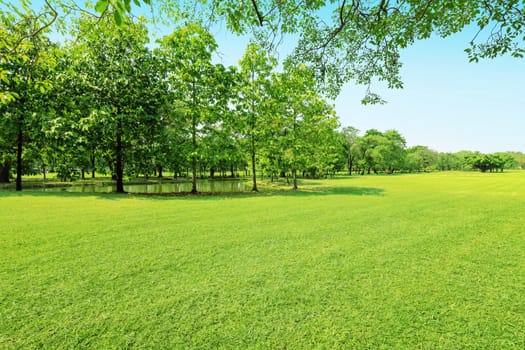 Green tree and green grass in public park with light blue sky .