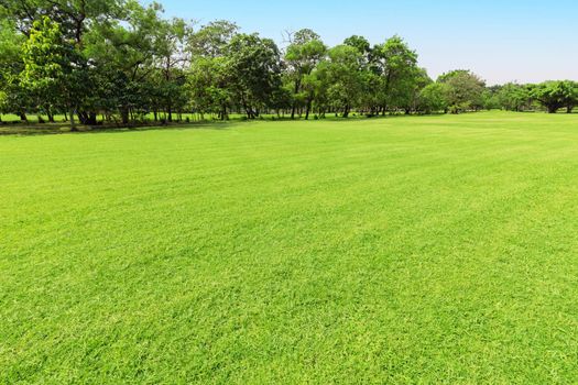 Green tree and green grass in public park with light blue sky .