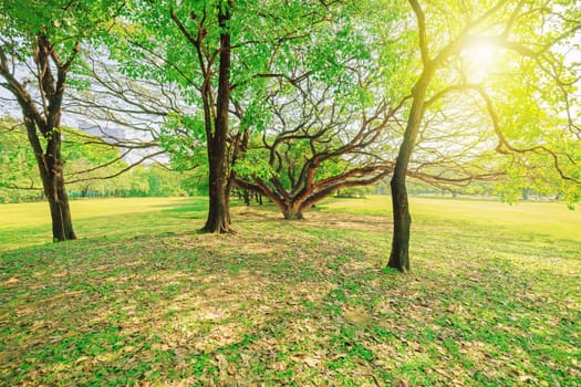 The trees are surrounded by green grass in the park.