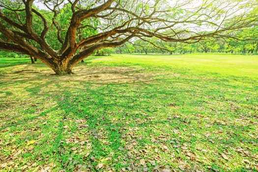 The trees are surrounded by green grass in the park.