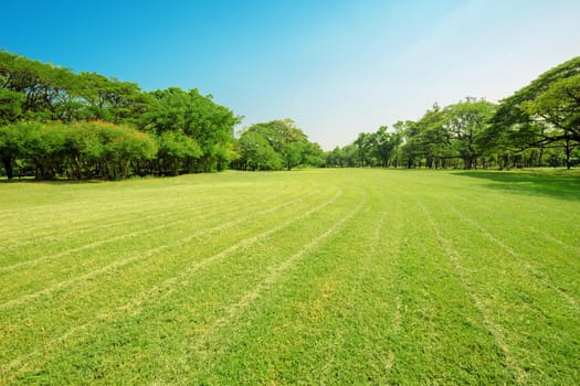 Green tree and green grass in public park with light blue sky .