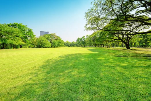 Beautiful garden in daytime outdoor nature background.