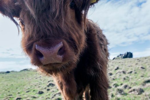 Cattle close up. Castletown, Isle of Man.
