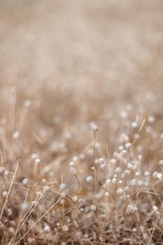 Blossoming grass on the way. Beautiful, peaceful summer evening.