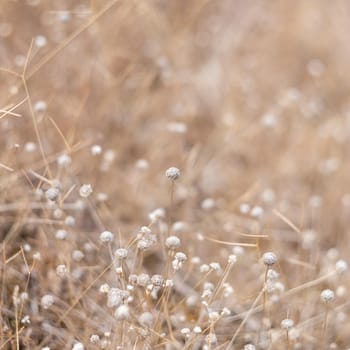 Blossoming grass on the way. Beautiful, peaceful summer evening.