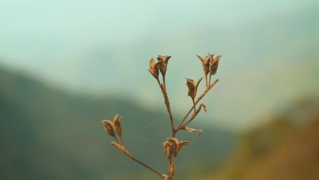 Dried flowers on the way. Beautiful, peaceful summer evening.