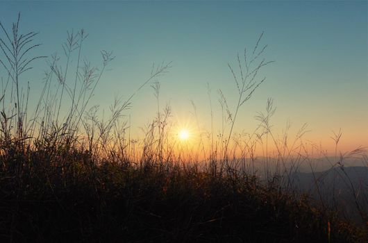 High grass on a summer green meadow filled with light