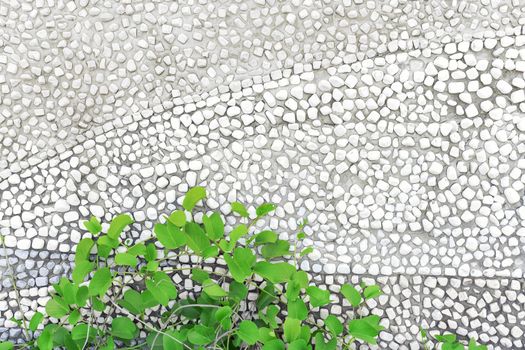 Wall background And green morning glory trees