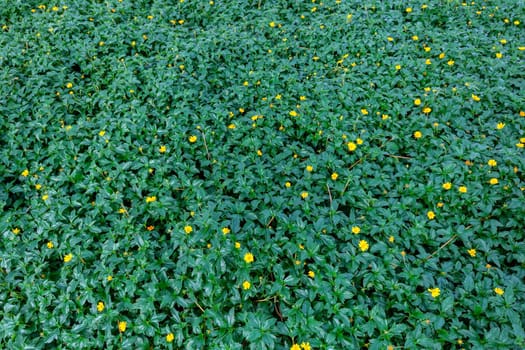 Beautiful small yellow flower Singapore Daisy (or Gold Buttons in Thai) in garden close up, yellow daisy flower in micro view,Field of Singapore Daisy flowers,Yellow flower blooming