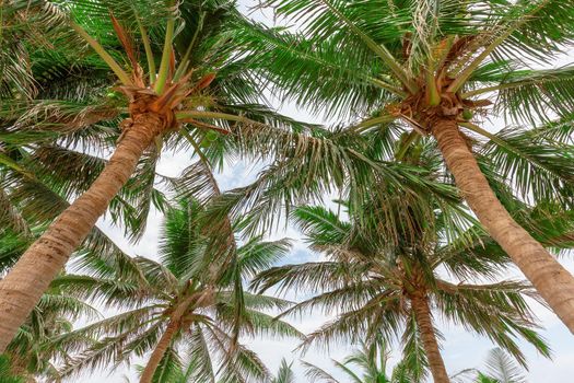 Coconut tree, view from below With a sky as the background
