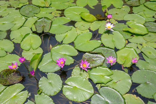 Lotus Flower and leaf in pond water surface Top view outdoor sunlight