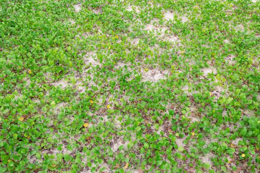 Ipomoea pes-caprae, known as bayhops, It grows on the upper parts of beaches and endures salted air