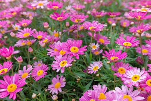 Plants of daisy with red-white flowers