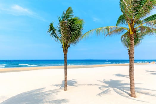 Coconut trees at the beach On the day that the sky was blue