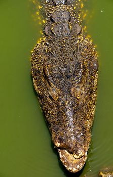 Crocodile or alligator close-up portrait Shallow DOF. Wildlide and animal photos. Predators and reptiles