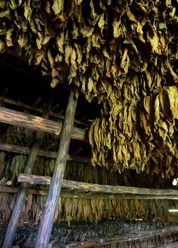 Tobacco drying, inside a shed or barn for drying tobacco leaves in Cuba Pinar del Rio province