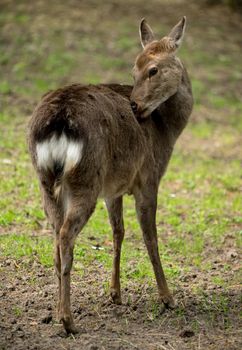 Sika deer Cervus nippon also known as the spotted deer female portrait. Wildlife and animal photo. Japanese deer