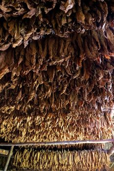 Tobacco drying, inside a shed or barn for drying tobacco leaves in Cuba Pinar del Rio province