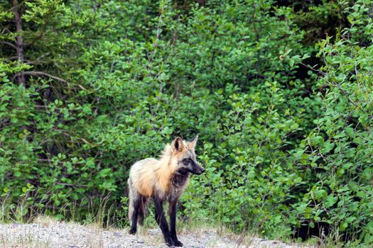 Fox seen in Newfoundland. Newfoundland and Labrador, Canada.