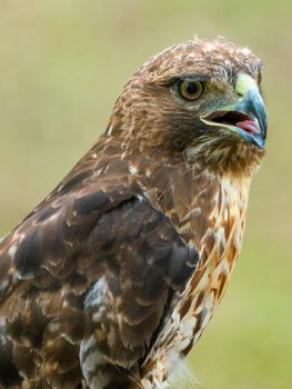 red-tailed hawk or Buteo jamaicensis close-up portrait. Wildlife photo