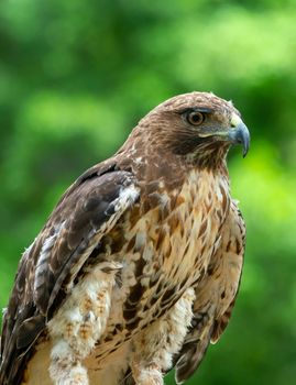 red-tailed hawk or Buteo jamaicensis close-up portrait. Wildlife photo