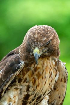 red-tailed hawk or Buteo jamaicensis close-up portrait. Wildlife photo