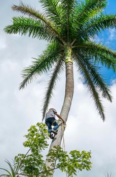 Adult male climbs tall coconut tree with rope to get coco nuts. Harvesting and farmer work in caribbean countries