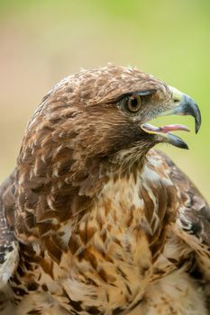 red-tailed hawk or Buteo jamaicensis close-up portrait. Wildlife photo