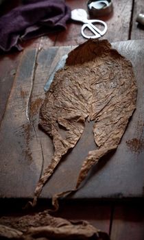 Cigar rolling or making by torcedor in cuba, Pinar del rio province