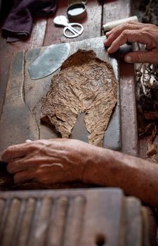 Cigar rolling or making by torcedor in cuba, Pinar del rio province