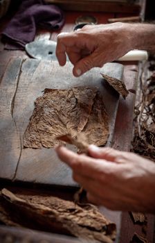 Cigar rolling or making by torcedor in cuba, Pinar del rio province