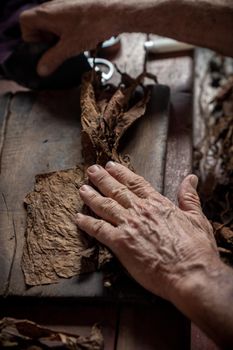 Cigar rolling or making by torcedor in cuba, Pinar del rio province