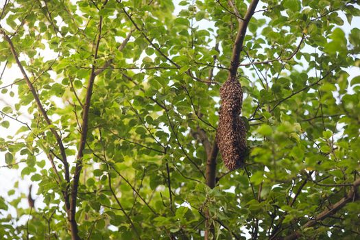 From below view of swarm of honeybees creating big beehive on tree branch in sunny summer day. Insects sitting on honeycomb in garden, producing honey. Apriculture, beekeeping concept.