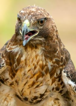 red-tailed hawk or Buteo jamaicensis close-up portrait. Wildlife photo