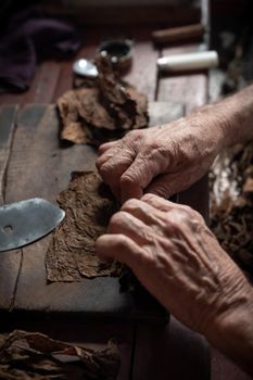 Cigar rolling or making by torcedor in cuba, Pinar del rio province