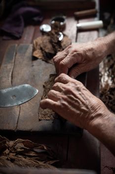 Cigar rolling or making by torcedor in cuba, Pinar del rio province